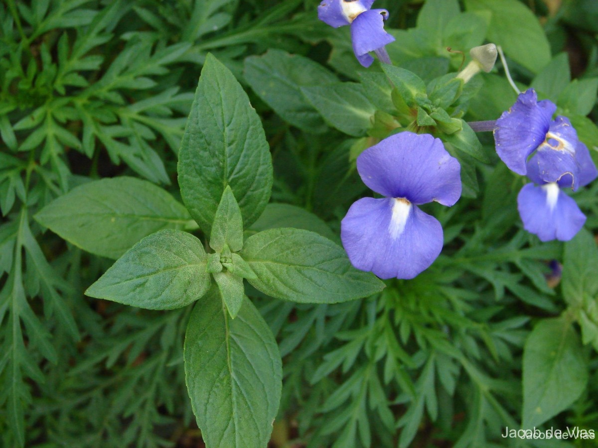 Matourea azurea (Linden) Colletta & V.C.Souza